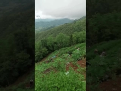 ดนตรีชา